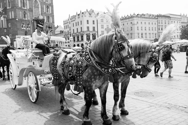 Woman invite to horse and carriage tour in Krakow, Poland — Stock Photo, Image