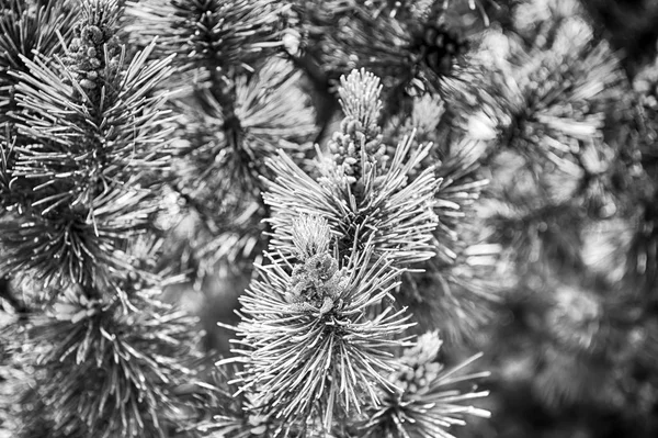 Cône de pin et aiguilles sur sapin à Cracovie, Pologne — Photo