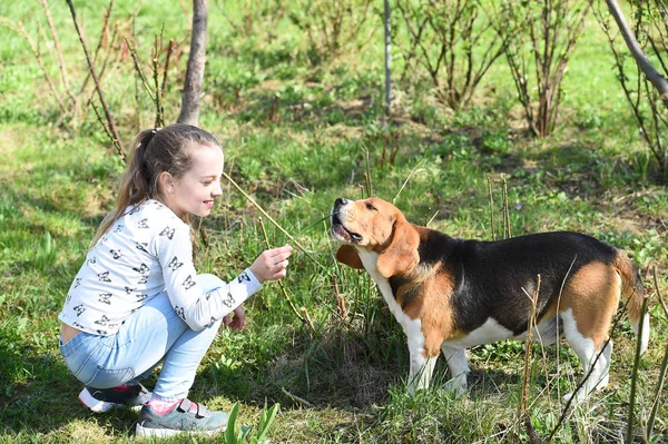 Holčička cvičí psa na letní přírodě. Dítě si hraje s domácím mazlíčkem za slunečného dne. Dítě s bíglem na čerstvém vzduchu venku. Dětství a přátelství. Koncept tréninkových psů — Stock fotografie