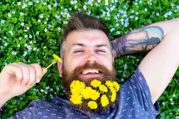 Concepto de relajación. Tipo con dientes de león en la barba relajante, vista superior. El hombre con barba en la cara feliz puso la mano detrás de la cabeza. Barbudo hombre con flores de diente de león en la barba yacía en el prado, fondo de hierba — Foto de Stock