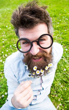 Uzun sakal ve bıyık, ufuk yeşil renkli olan adam. Neşeli yüzündeki sakallı hippi gözlük ile poz. Adam güzel sakal papatya veya papatya çiçekleri ile görünüyor. Bahar kavramı