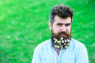 Bahar tazeliği kavramı. Gülen yüz, yeşil çim arka plan, kopya alanı üzerinde hippi. Papatya veya papatya çiçek sakal içinde adam. İle adam sakal ve bıyık zevk Bahar, yeşil çayır arka plan