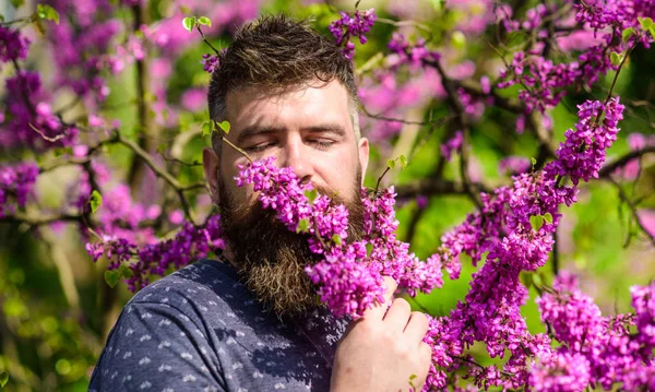 Homem barbudo com cheiro de corte de cabelo fresco florescer de judas árvore. Conceito de tranquilidade. Homem com barba e bigode no rosto tranquilo perto de flores no dia ensolarado. Hipster goza de aroma de flor violeta — Fotografia de Stock