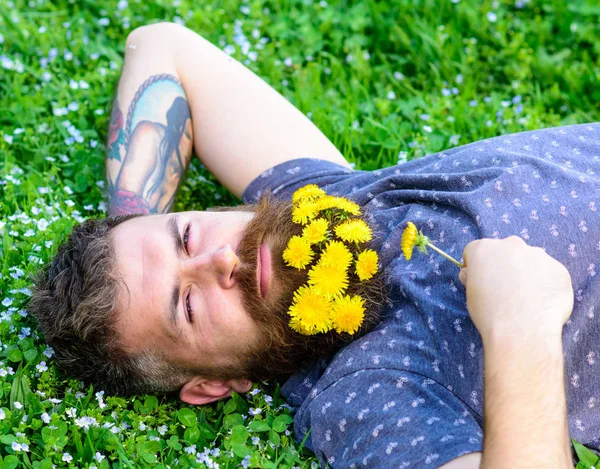 Homem com barba no rosto calmo desfrutar da natureza. Homem barbudo com flores de dente de leão estava no prado, fundo de grama. Hipster com buquê de dentes-de-leão em barba relaxante. Unir-se ao conceito de natureza — Fotografia de Stock