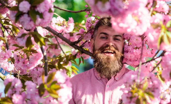 Skjeggete mann med stilig frisyre med sakurabølger på bakgrunn. Mann med skjegg og bart på smilende ansikt nær blomster. Harmoni med naturkonseptet. Hipster i rosa skjorte nær grenen av sakura – stockfoto