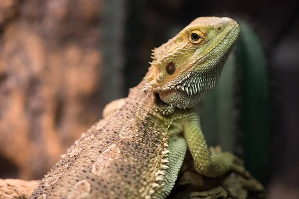 Pogona vitticeps avec peau vert clair marche dans la nature. — Photo