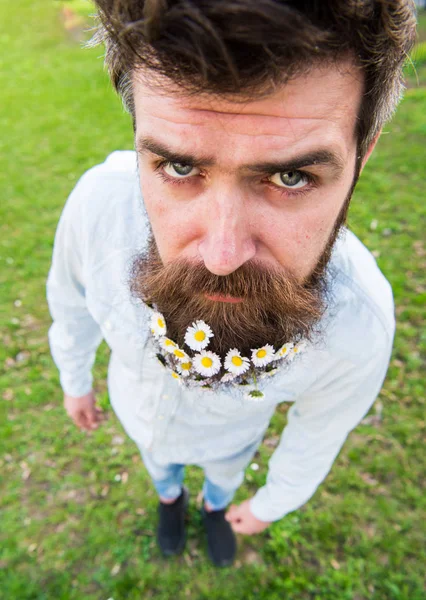 Hipster sur le visage sérieux debout sur l'herbe, gros plan, déconcentré. Concept de beauté naturelle. Homme avec barbe et moustache profiter du printemps, fond de prairie. Le gars a l'air bien avec des fleurs de marguerite dans la barbe — Photo