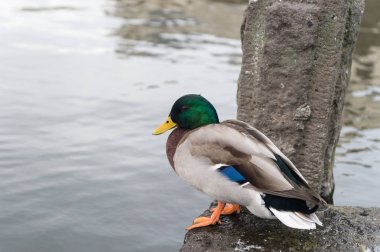 Reykjavik, İzlanda suda, ördek otur. Yeşil baş ve sarı gagası ile yeşilbaş ördek. Su kuşları kuş kıyısında açık. Vahşi doğa ve yaban hayatı hayvan