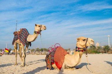 Develer Dubai Jumeirah Plajı ve artalanları içinde gökdelenler. Dubai, Birleşik Arap Emirlikleri