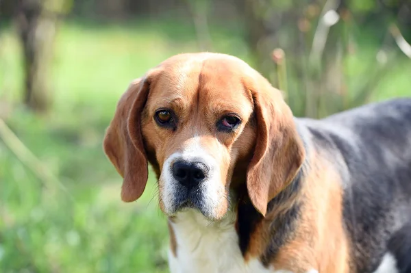 Perro con orejas largas en verano al aire libre. Beagle camina al aire libre. Linda mascota en un día soleado. Compañero o amigo y concepto de amistad. Caza y detección de perros — Foto de Stock