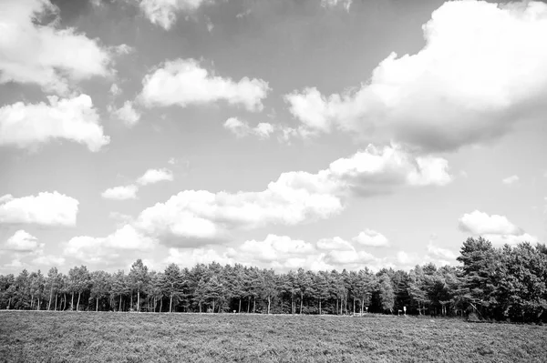 Heathland con brezo común floreciente — Foto de Stock