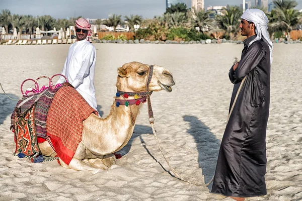 DUBAI Camels sur fond de gratte-ciel à la plage. EAU Dubai Marina JBR beach style : chameaux et gratte-ciel . — Photo