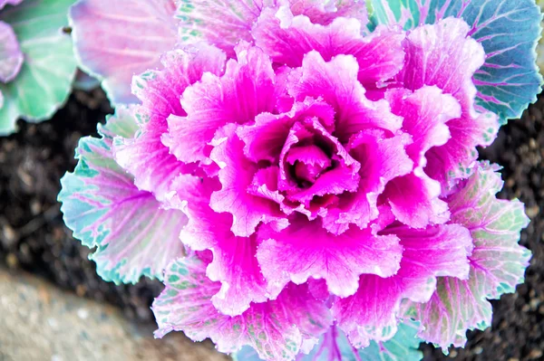 Cavolo con foglie viola in reykjavik, ghiandaia. Cavolo ornamentale in fiore. Pianta di cavolo fioritura in terreno esterno. Progettazione e giardinaggio del giardino — Foto Stock