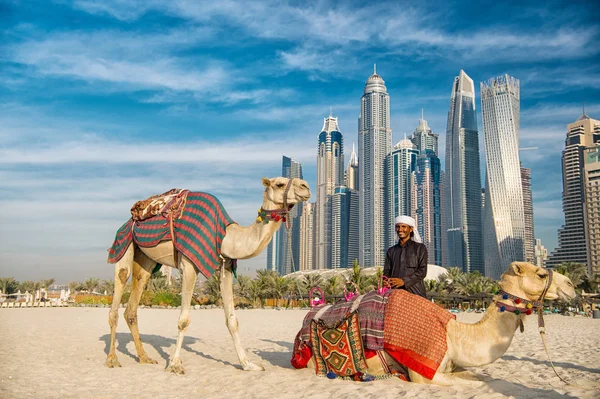 DUBAI, Emirados Árabes Unidos - 26 de dezembro de 2017: Camelos no fundo dos arranha-céus na praia. UAE Dubai Marina JBR beach style: camelos e arranha-céus . — Fotografia de Stock