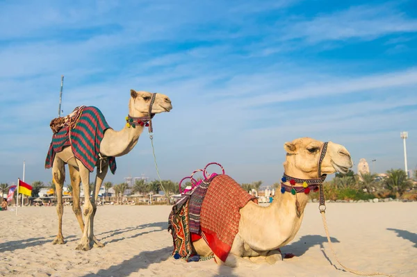 Camelos na praia de Dubai Jumeirah e arranha-céus no fundo. Dubai, Emirados Árabes Unidos — Fotografia de Stock