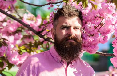 Uyum kavramı. Şık saç kesimi ile sakura arka plan üzerinde çiçekler olan sakallı adam. Hippi sakura ağacın yakınındaki Pembe gömlekli. Sakal ve bıyık çiçek yakınındaki katı yüzünde olan adam