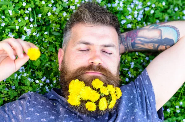 Guy with dandelions in beard relaxing, top view. Bearded man with dandelion flowers in beard lay on meadow, grass background. Man with beard on calm face put hand behind head. Relaxation concept