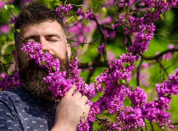 Концепция спокойствия. Хипстер наслаждается ароматом фиолетового цвета. Человек с бородой и усами на мирном лице рядом с цветами в солнечный день. Бородатый мужчина со свежей стрижкой нюхает иудейское дерево — стоковое фото