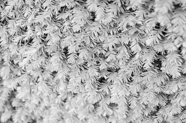 Köknar doku zemin. Köknar ağacı iğneleri yeşil arka plan. Noel ağacı dalları. Dökmeyen orman ya da odun. Doğa ve çevre. Yeşil bitki arka planı. Köknar ağacı güzelliği. Botanik bahçesi