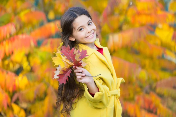 Che stagione colorata. Bambina benvenuto stagione autunnale. Ragazzina carina faccia tenere foglie. Bambino con foglie giallo autunnale. Ragazzina che festeggia la caduta. La natura sta cambiando. Ora d'autunno. Esplorare la flora — Foto Stock