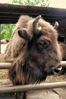 Türleri kurtarın. Avrupa veya Amerikan bizonu ya da padok veya hayvanat bahçesinde wisent. Wisent grubunun büyük kahverengi bizonu. Boynuzlu vahşi wisent. Wildpark Wisent hayvan