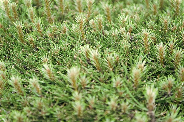 Pare a costeleta. Planta de pinheiro ou conífera. Pinheiro perene. Agulhas de pinheiro jovens no fundo borrado. Ramos de pinheiro — Fotografia de Stock