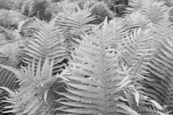 Beautiful ferns leaves green foliage nature. Floral fern background. Ferns leaves green foliage. Tropical leaf. Exotic forest plant. Botany concept. Ferns jungles. Vibrant ferns close up