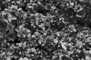 Çiçek ve güzellik. Güneşli bir günde pembe çiçek açar. Çiçek açan zamanda çiçek açar. Doğal arka planda yaz çiçeği