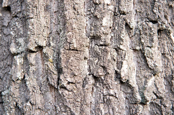 Duro e seco. Um tronco de árvore. Textura de casca de árvore. Fechar a cobertura do tronco de árvore. Árvore madura coberta de musgo. Planta lenhosa. Natureza florestal. Fundo natural — Fotografia de Stock