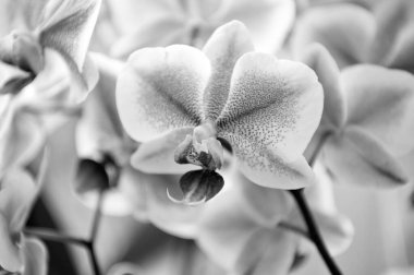 Ev bitkileri. Orkide yumuşak nazik ihale çiçeği yakın yukarı. Orkide çiçek pembe menekşe Bloom. Phalaenopsis orkide. Orkide büyüyen ipuçları. Nasıl kapalı Tropic bitkiler özen. Bahçe ve Ekim