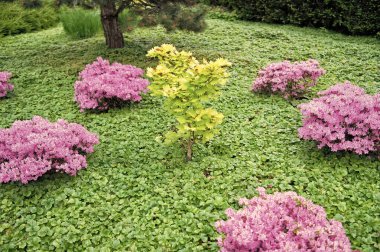 Ağaç meşe yeşil yaprakları. Park tasarım konsepti. Tazelik ve yeşillik. Canlı yeşil yaprak meşe. Doğal manzara. Güzel bitki. Yaz çayırındaki meşe ağacı. Doğa kavramı