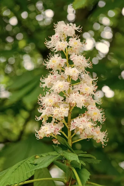 Chestnut tree blossom in spring. Spring blooming chestnut. Chestnut tree blossom. Nature park. Petals and pollen. Pollen allergy. Pollination and reproduction concept. Chestnut flower