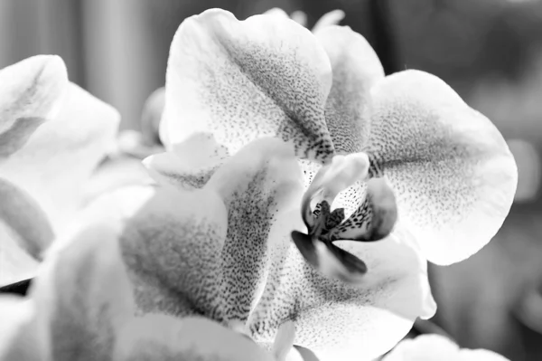 Storczyki rosnące porady. Jak dbać roślin tropowych wewnątrz pomieszczeń. Ogrodnictwo i sadzenie. Rośliny dom. Orchidee miękkie delikatne delikatny kwiat bliska. Orchidee kwiat różowy fioletowy kwitnąć. Orchidea Phalaenopsis — Zdjęcie stockowe