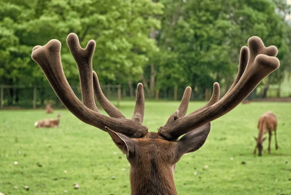 Precioso ciervo de cerca. Ciervo en el entorno natural fondo de la naturaleza. Derechos de los animales. Ciervos en el zoológico. Ciervo joven relajándose en el zoológico. Tiernos cuernos suaves de animalito — Foto de Stock