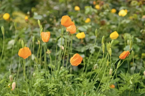 Orange poppies field. Yellow poppy with green leaves. Poppy flowers in spring or summer bloom. Flowers blossoming Flower shop. Summer and spring season. Natural beauty. Poppy blossom