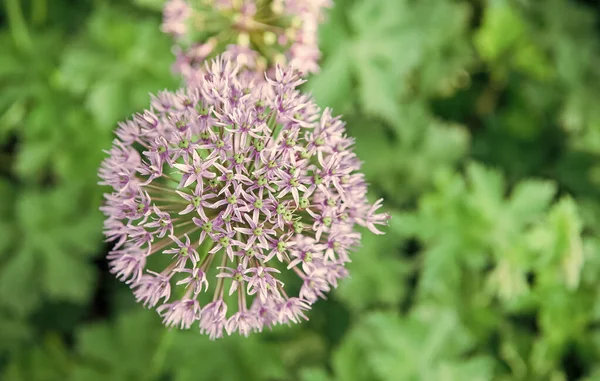 Allium yakın çiçek açıyor. Çiçek açan allium çiçek topu. Bahçe teması için güzel alliums. Botanik kavramı. Menekşe çiçek muhteşem çiçek. Bahçe ve dikim tesisleri — Stok fotoğraf