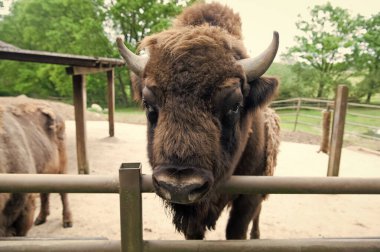 Buffalo vahşi yaşamı. Boynuzlu kafa. Buffalo boğa konsepti. Hayvanat bahçesinde hayvan boğası ya da barınakta. Boğa bizonu yakın çekim. Doğada sahada yaz açık havada kürklü kahverengi hayvan alışkanlıkları