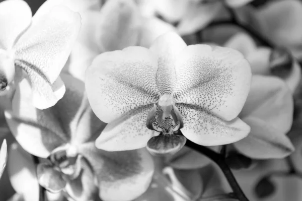 Orchid. delikatny liliowy i biały kwiat orchidei. purpurowe tło orchidei. wiosennych i letnich kwiatów. Ogrodnictwo. kwiatowym tle. koncepcja kwiaciarni. świeżość i piękno. Salon Spa — Zdjęcie stockowe