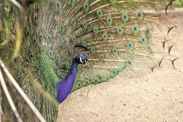 Natuurlijke schoonheid. Peacock vogel. Zoo concept. Peacock in natuurlijke omgeving natuur achtergrond. Mannelijke Pauw met kleurrijke blauw groene veren verheven in de hofschap is staren recht vooruit — Stockfoto