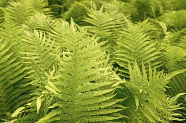 Beautiful ferns leaves green foliage nature. Floral fern background. Ferns leaves green foliage. Tropical leaf. Exotic forest plant. Botany concept. Ferns jungles. Vibrant ferns close up — Stock Photo, Image