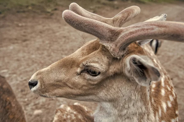 Tiernos cuernos suaves de animalito. Precioso ciervo de cerca. Ciervo en el entorno natural fondo de la naturaleza. Derechos de los animales. Ciervos en el zoológico. Ciervo joven relajándose en zoológico — Foto de Stock