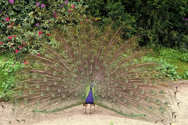 Mannelijke Pauw met kleurrijke blauw groene veren verheven in hofschap is staren rechtdoor. Natuurlijke schoonheid. Peacock vogel. Zoo concept. Peacock in natuurlijke omgeving natuur achtergrond — Stockfoto