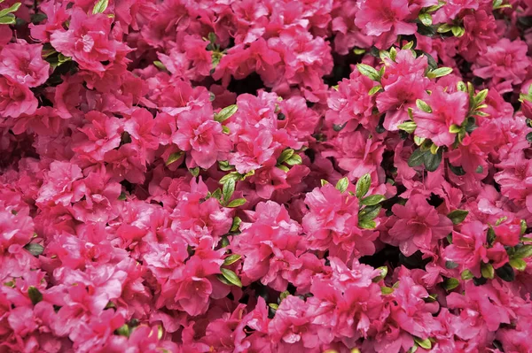 Różowy kwiat rododendron. Wzór Rhododendron. Naturalne piękno. Piękne tło kwitnące tekstury. Tło kwiatów. Zapach zapachowy. Kwitnących krzewów. Rododendron różowy kwiat kwitnący — Zdjęcie stockowe
