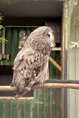 Vahşi hayat. Muhteşem büyük kuş kafeste oturuyor. Sakin ve huzurlu. Kuşbilim konsepti. Baykuş açık hava çekimi. Birçok ülke için baykuş tipik bir tür. Hayvanat bahçesi kafesinde baykuş. Baykuşu yakalarken çekilen hayvan.
