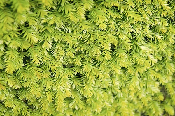 Fondo de textura de abeto. Agujas de abeto fondo verde. Ramas de árboles de Navidad. Bosque siempreverde o madera. Naturaleza y medio ambiente. Fondo de planta verde. Belleza de abeto. Jardín botánico — Foto de Stock