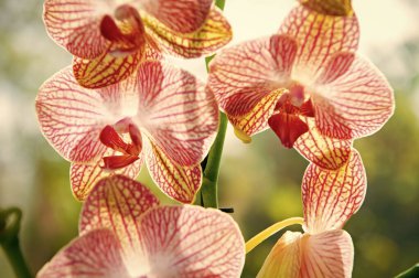 Orkide muhteşem çiçek yakın. Orkide çiçek pembe ve sarı çiçek. Phalaenopsis orkide. Botanik kavramı. Orkide büyüyen ipuçları. Nasıl bakım orkide bitkileri kapalı almak. En sık yetiştirilen ev bitkileri