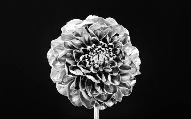 gümüş krizantem çiçeği. doğal retro güzellik. lüks ve başarı. metalı antikdekorasyon. zenginlik ve zenginlik. floristics iş. Vintage gümüş. antika gümüş çiçek tasarımı
