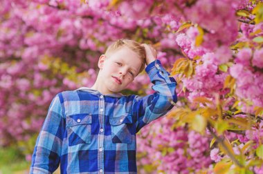 Sakura ağacı arka plan pembe çiçekler üzerinde Çocuk. Botanik kavramı. Adam kiraz çiçeği sakura zevk. İhale çiçeklenme. Sevimli çocuk ılık bahar günü tadını çıkarın. Sakura bahçesini ziyaret edin. Sakura yakınında poz veren erkek genç