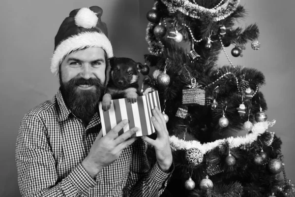 Santa tiene un perrito cerca del árbol de Navidad. Vacaciones de Navidad —  Fotos de Stock