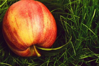 çim yeşil arka plan rengi kırmızı elma ile.